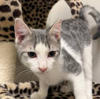 Domestic Short Hair Cats Available for Adoption - Wrigley | PetCurious