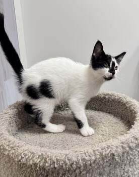 Rescue Domestic Short Hair Cats for Adoption in Pickering, Ontario - Venture | PetCurious