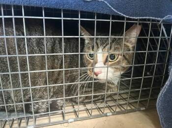 MARVELOUS MARVIN -  Domestic Short Hair Cat for Adoption in Louisville, Kentucky - MARVELOUS MARVIN | PetCurious