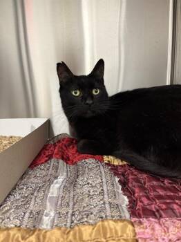 DIEGO -  Domestic Short Hair Cat for Adoption in Indianapolis, Indiana - DIEGO | PetCurious