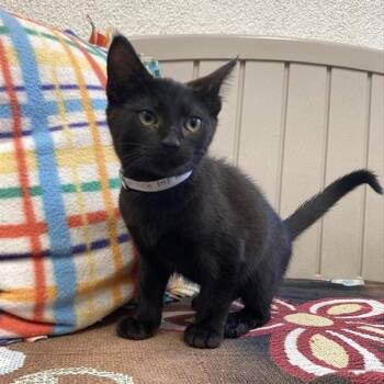 Rescue Domestic Short Hair Cats for Adoption in Long Beach, California - Pipette | PetCurious