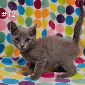 Jeep -  Domestic Short Hair Cat for Adoption in Parkersburg, West Virginia - Jeep | PetCurious