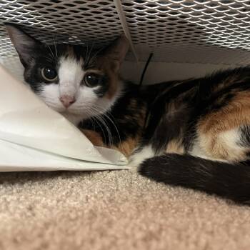 Rescue Domestic Short Hair Cats for Adoption in San Antonio, Texas - Jenny | PetCurious