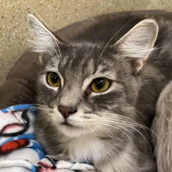 Donnie -  Domestic Medium Hair Cat for Adoption in Pekin, Illinois - Donnie | PetCurious