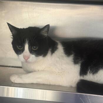 Christmas -  Domestic Short Hair Cat for Adoption in Fort Bragg, California - Christmas | PetCurious