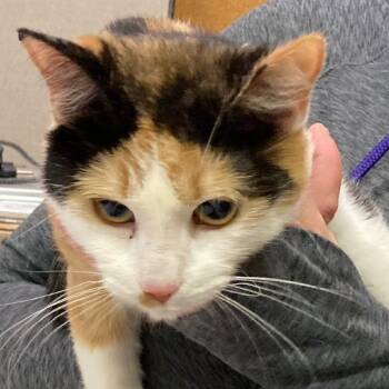 Rescue Domestic Short Hair Cats for Adoption in Grand Rapids, Minnesota - Cirrus | PetCurious