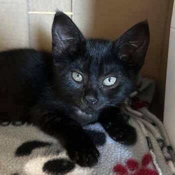 Domestic Medium Hair Cats Available for Adoption in Dublin, California - Shanti | PetCurious