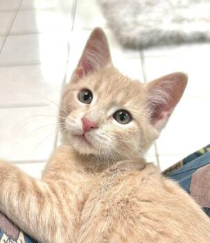 Goose -  Domestic Short Hair Cat for Adoption in Lenexa, Kansas - Goose | PetCurious