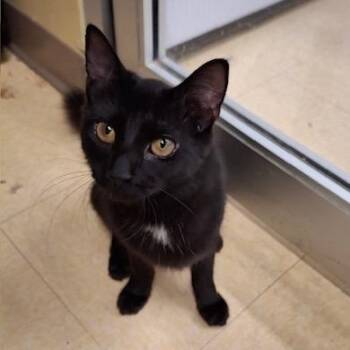 Domestic Short Hair Cats Available for Adoption in Powdersville, South Carolina - Diamond | PetCurious