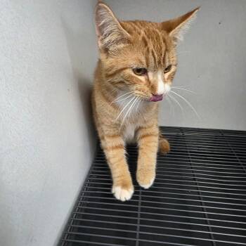 Owen -  Domestic Short Hair Cat for Adoption in Duncan, Oklahoma - Owen | PetCurious