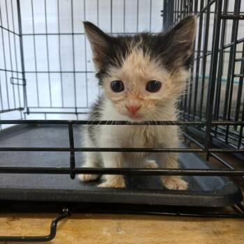 Felicity -  Domestic Long Hair Cat for Adoption in Clarksdale, Mississippi - Felicity | PetCurious