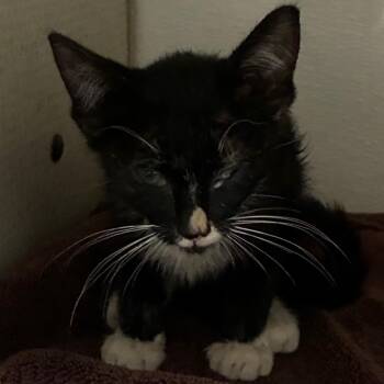 Phoebe -  Domestic Short Hair Cat Available for Adoption in Yuma, Arizona - Phoebe | PetCurious