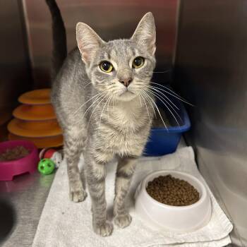 Table -  Domestic Short Hair Cat for Adoption in La Grange Park, Illinois - Table | PetCurious