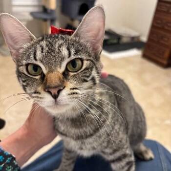 Biscuit Butter -  Tabby and Domestic Short Hair Cat for Adoption in Friendswood, Texas - Biscuit Butter | PetCurious