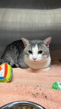 Domestic Short Hair Cats Available for Adoption in Clarksville, Tennessee - Oak | PetCurious