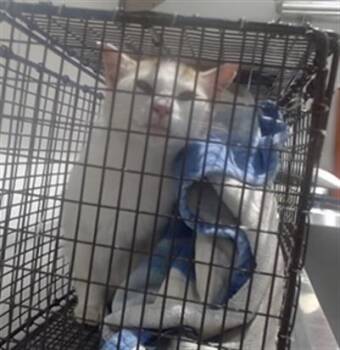 SPAIN -  Domestic Medium Hair Cat for Adoption in San Francisco, California - SPAIN | PetCurious