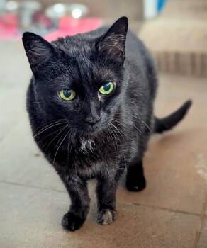 Rescue Domestic Short Hair Cats for Adoption in Fort Lauderdale, Florida - LOLA | PetCurious