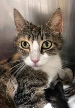 Liv -  Domestic Short Hair Cat for Adoption in Cincinnati, Ohio - Liv | PetCurious