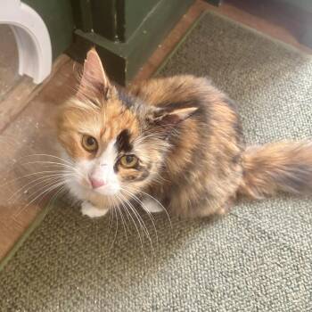 Domestic Medium Hair Cats Available for Adoption in Richmond, Virginia - Vanity Fair | PetCurious