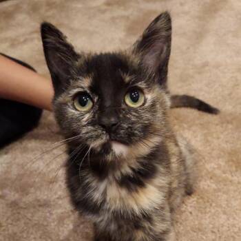 Sophia -  Domestic Short Hair Cat for Adoption in Millcreek, Utah - Sophia | PetCurious