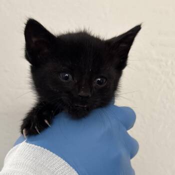 Domestic Short Hair Cats Available for Adoption in Redwood Valley, California - Riot | PetCurious