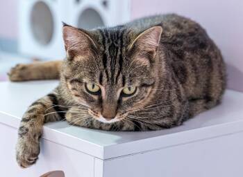 Kirby - KBC -  Tabby and Domestic Short Hair Cat for Adoption in Dublin, Ohio - Kirby - KBC | PetCurious