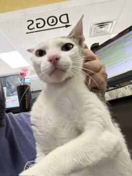A187081 -  Domestic Short Hair Cat for Adoption in Pasadena, Texas - A187081 | PetCurious
