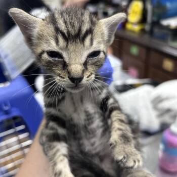 Believe -  Domestic Short Hair Cat for Adoption in Summerville, South Carolina - Believe | PetCurious