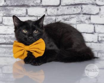 Jill -  Domestic Medium Hair Cat for Adoption in Tuscaloosa, Alabama - Jill | PetCurious