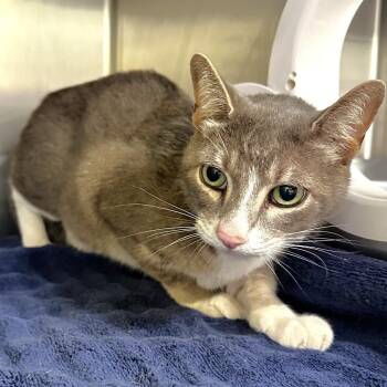 Rumble -  Domestic Short Hair Cat for Adoption in Warrensburg, Missouri - Rumble | PetCurious