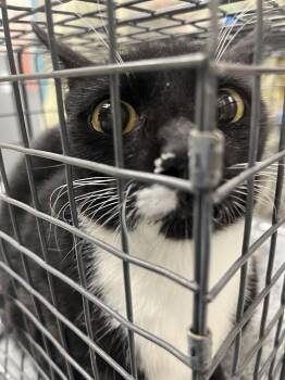 Domestic Short Hair Cats Available for Adoption in Las Vegas, Nevada - TAMMY | PetCurious