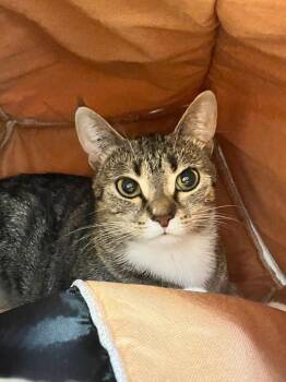 Koshi -  Domestic Short Hair Cat for Adoption in Winnipeg, Manitoba - Koshi | PetCurious