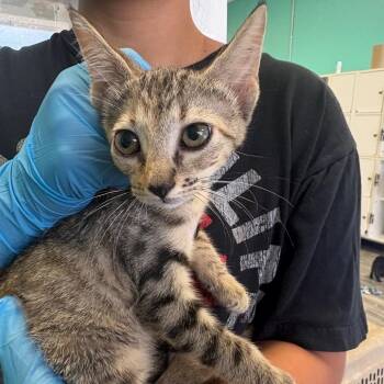 Rylee -  Domestic Short Hair Cat for Adoption in Lake Jackson, Texas - Rylee | PetCurious