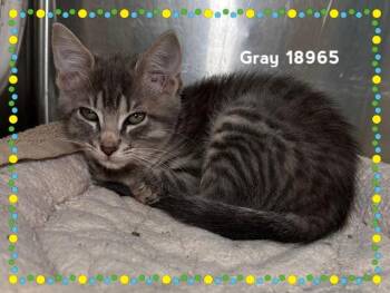 Domestic Medium Hair Cats Available for Adoption in Marietta, Georgia - GRAY | PetCurious