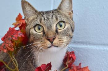 Rescue Domestic Short Hair and Tiger Cats for Adoption in Sanford, Florida - Pecan | PetCurious