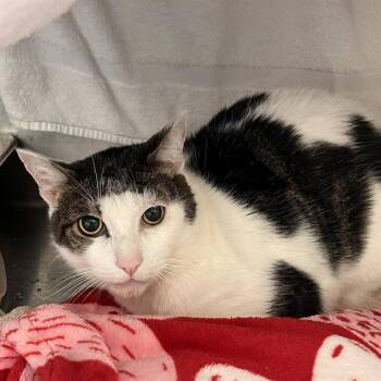 Domestic Short Hair Cats Available for Adoption in Methuen, Massachusetts - HENI | PetCurious