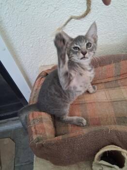 Lucas -  Domestic Short Hair Cat for Adoption in Oviedo, Florida - Lucas | PetCurious