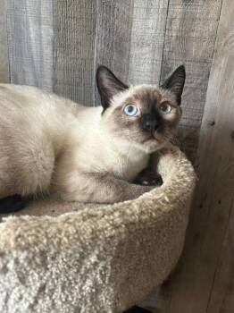 Siamese Cats Available for Adoption - Inferno ( BC) | PetCurious