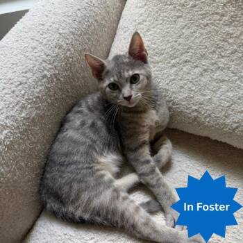 COUNT VON COUNT -  Domestic Short Hair Cat for Adoption in Indianapolis, Indiana - COUNT VON COUNT | PetCurious