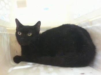 Domestic Short Hair Cats Available for Adoption - CLOVER | PetCurious