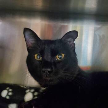 Rescue Domestic Short Hair Cats for Adoption in Jersey City, New Jersey - Spooky | PetCurious