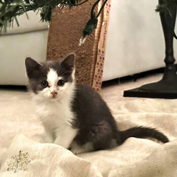 Rescue Domestic Medium Hair Cats for Adoption in South Riding, Virginia - Zinnia | PetCurious
