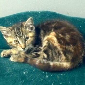 Rescue Domestic Short Hair Cats for Adoption in Hopkinton, Massachusetts - Eeyore | PetCurious