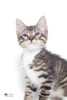 Rescue Domestic Short Hair Cats for Adoption in Tallahassee, Florida - Ross | PetCurious