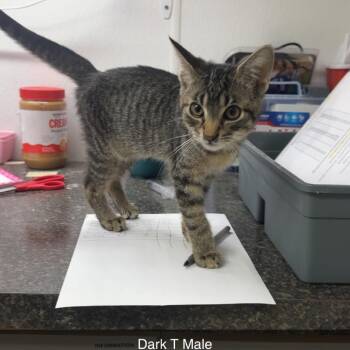 Kitten 6 -  Domestic Short Hair Cat for Adoption in Shelbyville, Illinois - Kitten 6 | PetCurious