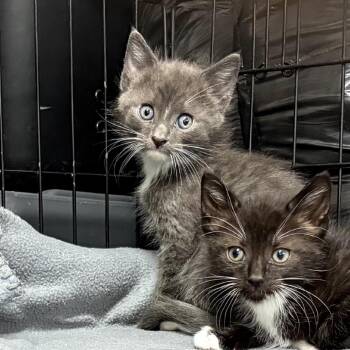 Domestic Medium Hair Cats Available for Adoption in Long Beach, California - Babar | PetCurious
