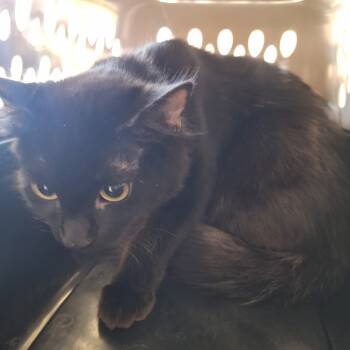 Rescue Domestic Medium Hair Cats for Adoption in Montgomery, Alabama - Lynx | PetCurious