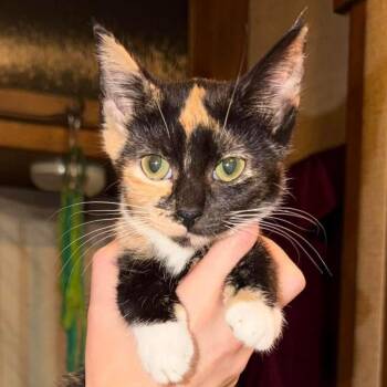 Minnie -  American Shorthair Cat for Adoption in Mount Vernon, Arkansas - Minnie | PetCurious