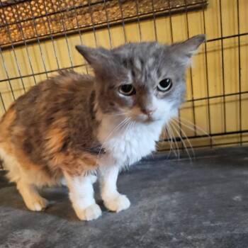 KitKat -  Domestic Medium Hair Cat Available for Adoption - KitKat | PetCurious