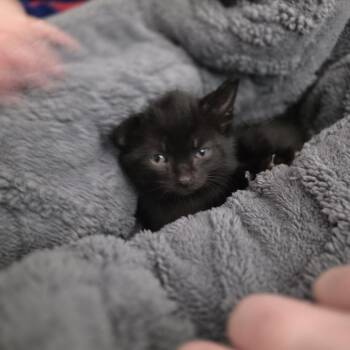 Chili -  Domestic Short Hair Cat for Adoption in Shelbyville, Indiana - Chili | PetCurious